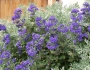 Caryopteris ×clandonensis image