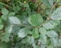 Fagus sylvatica image