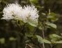 Fothergilla major image