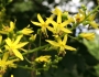 Koelreuteria paniculata image