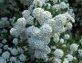 Spiraea ×vanhouttei image