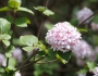 Viburnum carlesii image